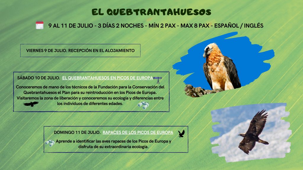 como identificar al quebrantahuesos a traves de fotos