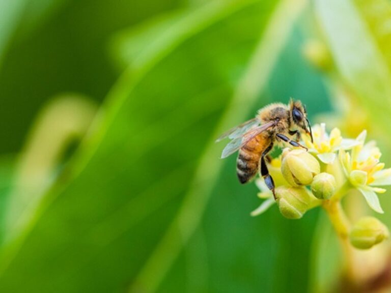 Cómo influye la polinización en la biodiversidad mexicana