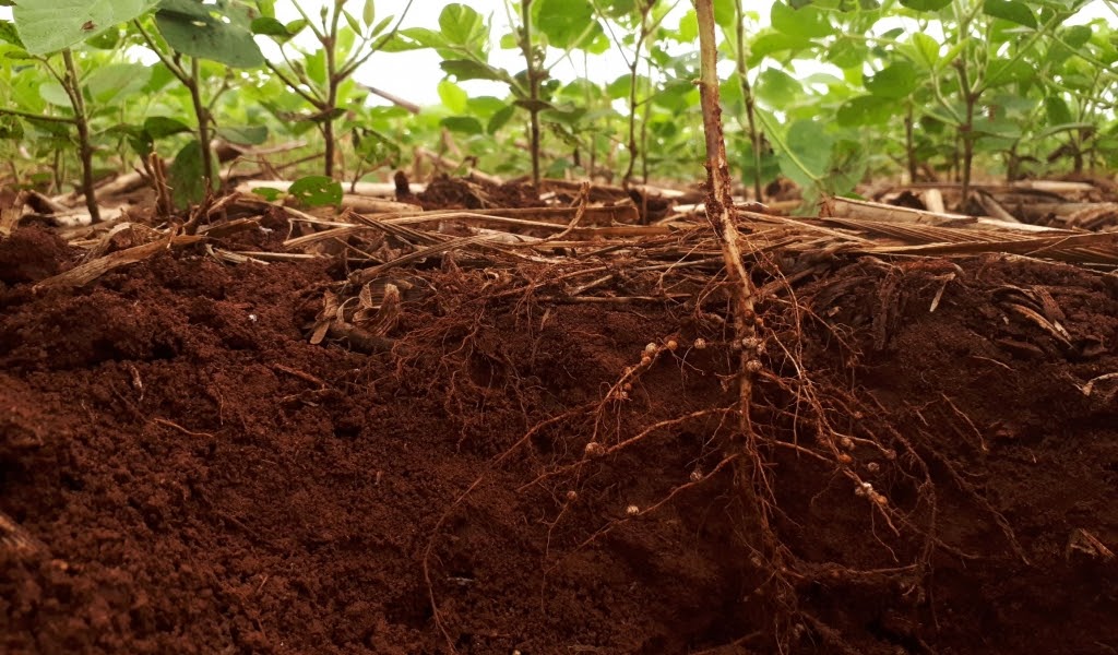 como influyen las plantas en la formacion de la lluvia