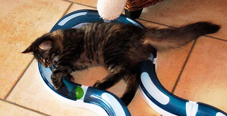 como jugar con un gato consejos y juegos para gatos activos