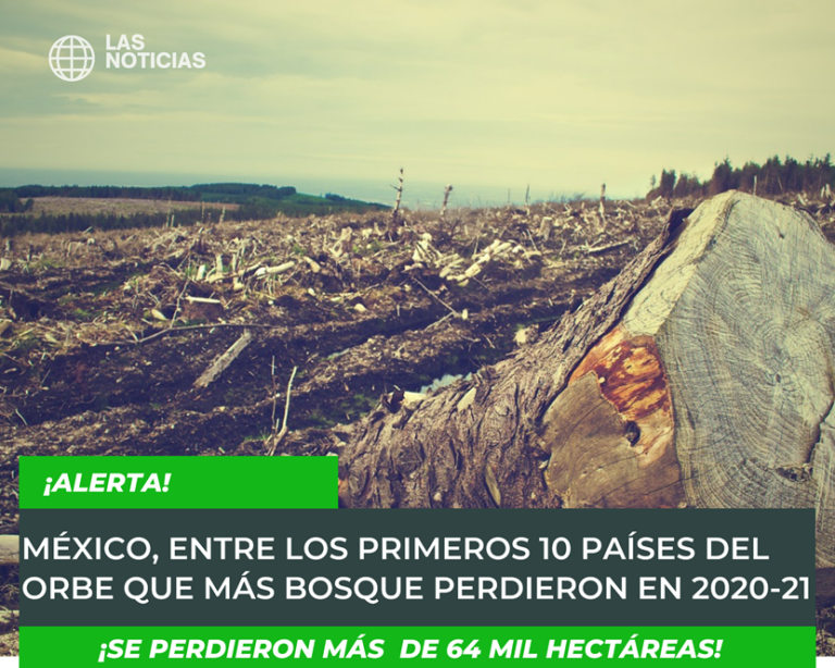 Cómo la reproducción de plantas contribuye a la biodiversidad en México