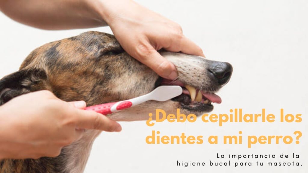 como limpiar los dientes de los perros de forma sencilla y practica