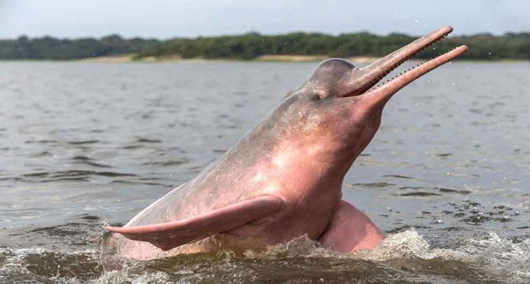 como nacen los delfines y cual es su proceso de reproduccion