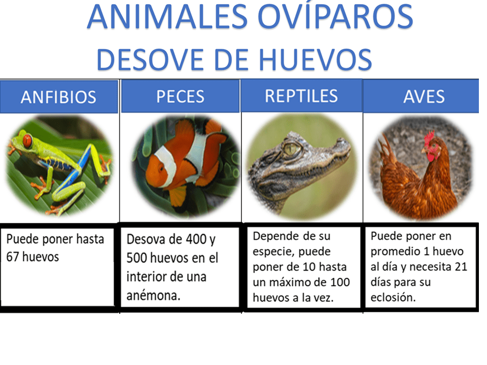 como nacen los peces y cual es su fascinante reproduccion