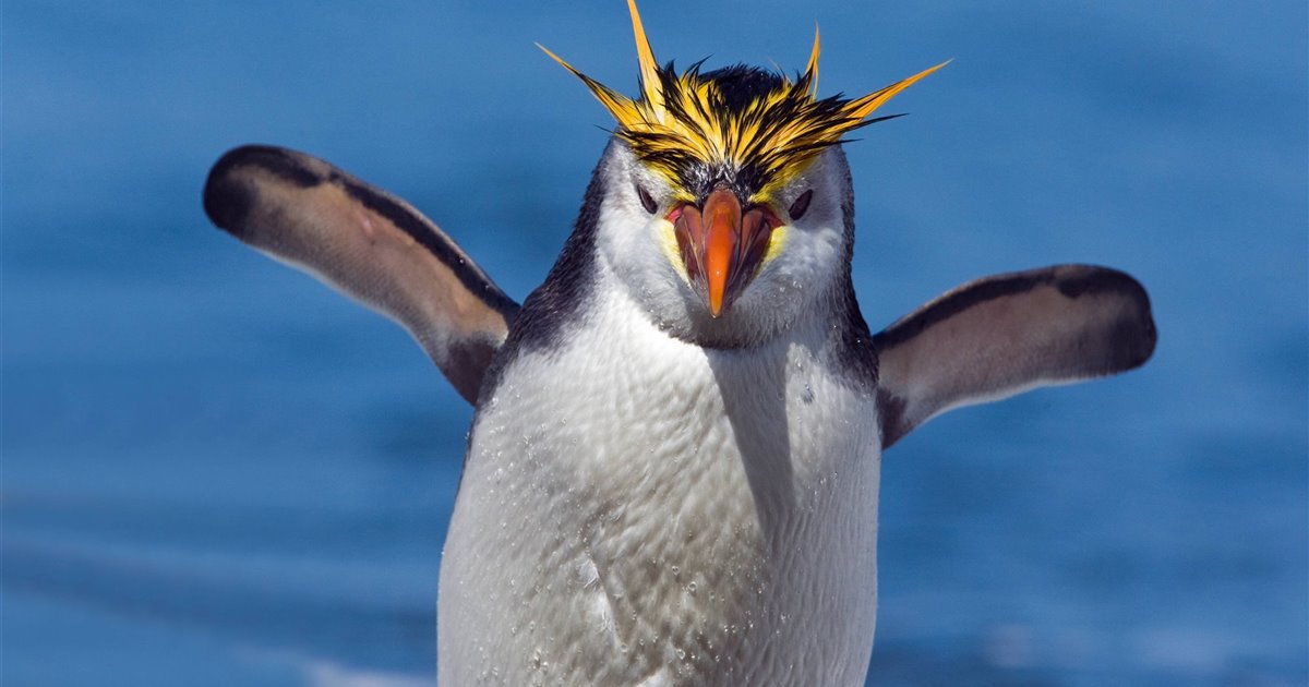 como nacen los pinguinos desde el huevo hasta su vida