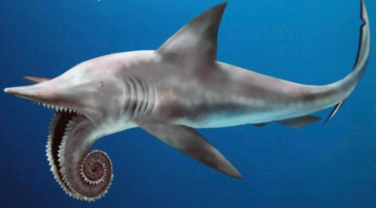 Cómo nacen los tiburones Descubre los huevos de tiburón