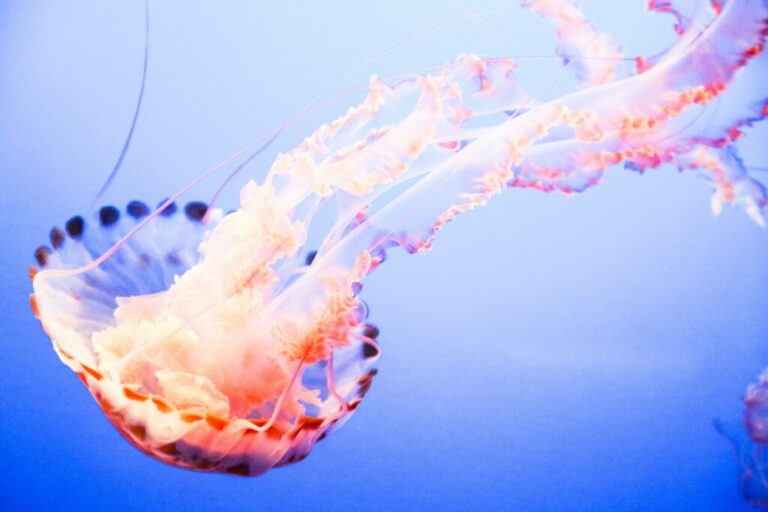 Cómo ocurren las picaduras de las medusas en el mar