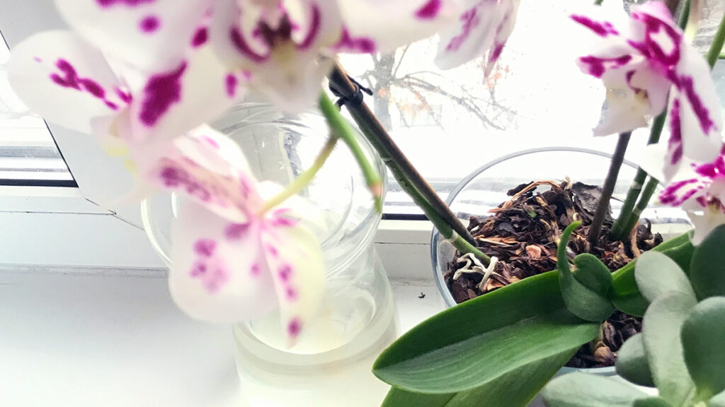 como plantar orquideas guia completa para principiantes