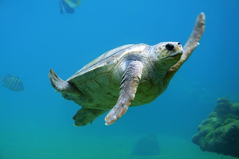 como podemos salvar a las tortugas en peligro de