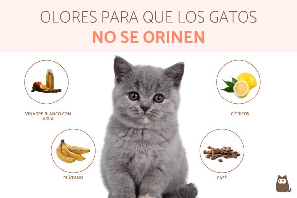 Cómo puedo ahuyentar a los gatos callejeros con repelente