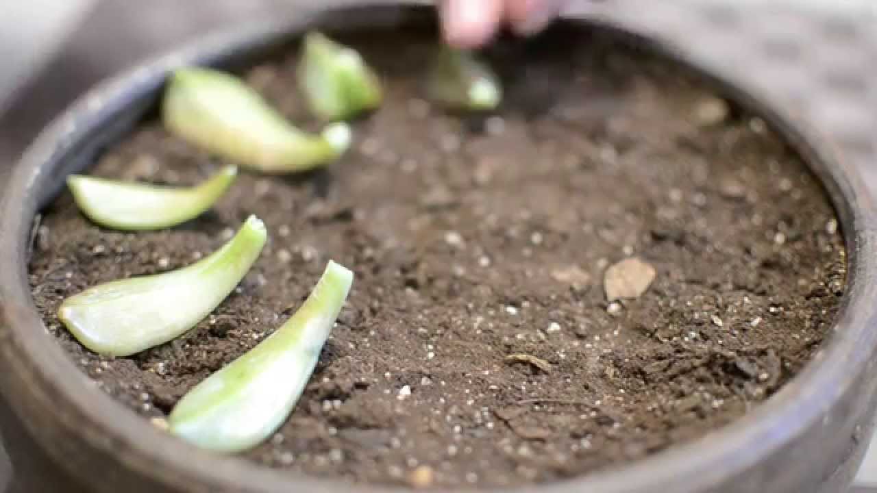 Cómo reproducir suculentas en casa de forma sencilla
