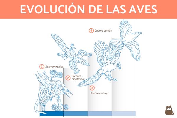 Cómo respiran las aves y qué hace interesante su proceso