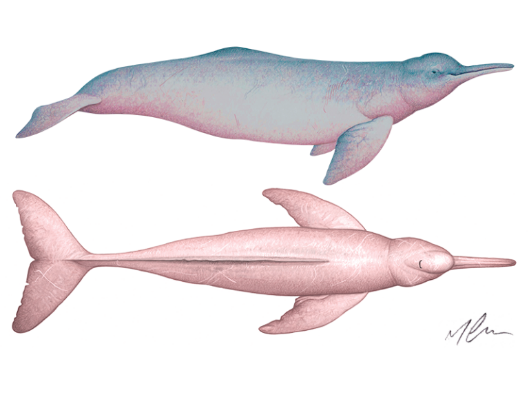 Cómo respiran las ballenas y qué mitos hay sobre sus espiráculos
