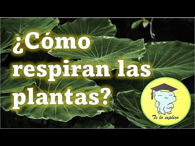 como respiran las plantas y cual es su proceso respiratorio