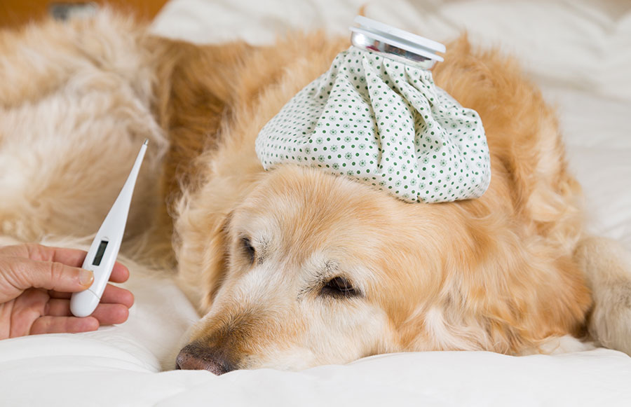 como saber si mi perro tiene fiebre sin usar termometro