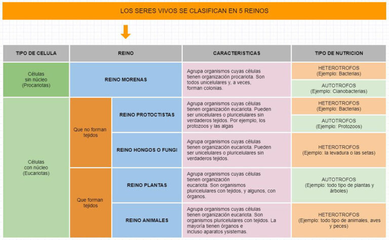 Cómo se alimentan las plantas Tipos y esquemas explicados