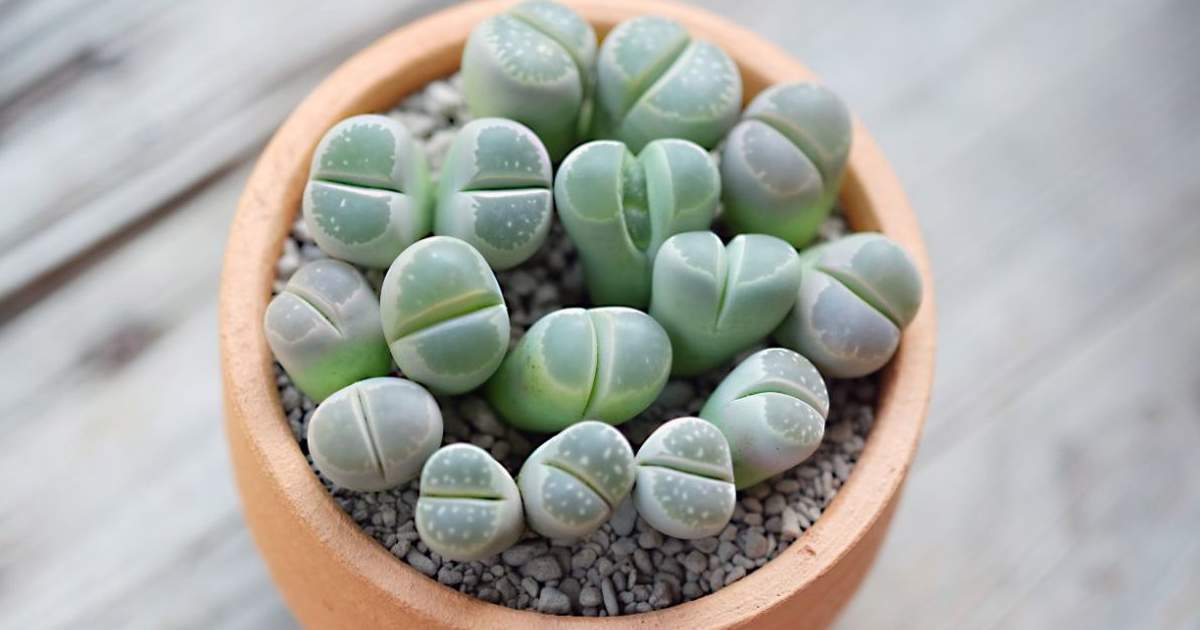 Cómo se debe cuidar a los lithops correctamente