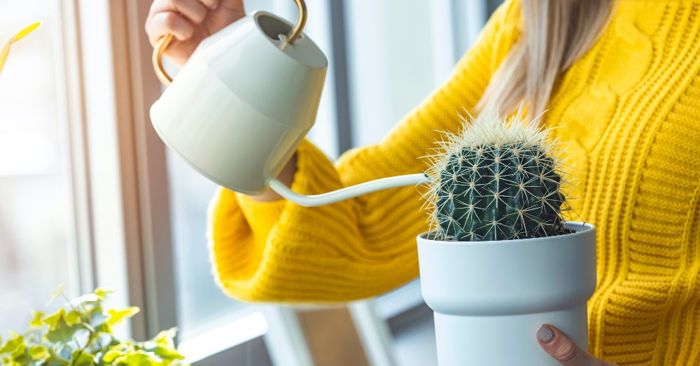Cómo se debe regar un cactus de forma adecuada