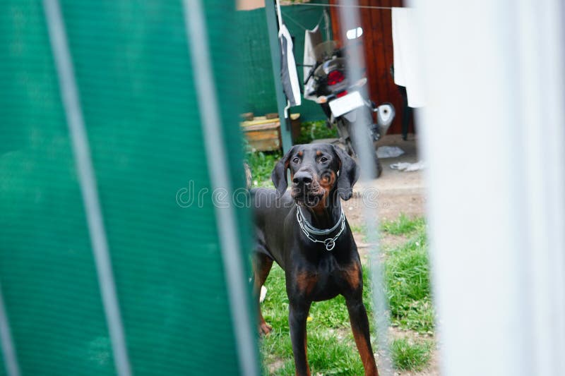como se eligen los doberman en concursos de trabajo canino