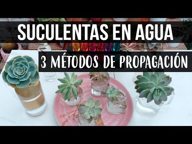 Cómo se propagan las suculentas en agua