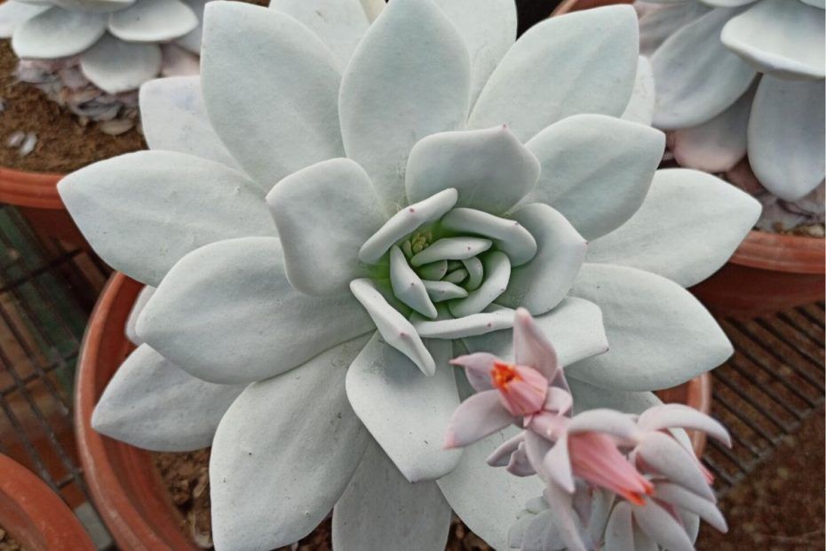 Cómo se puede cuidar correctamente una Echeveria Blanca