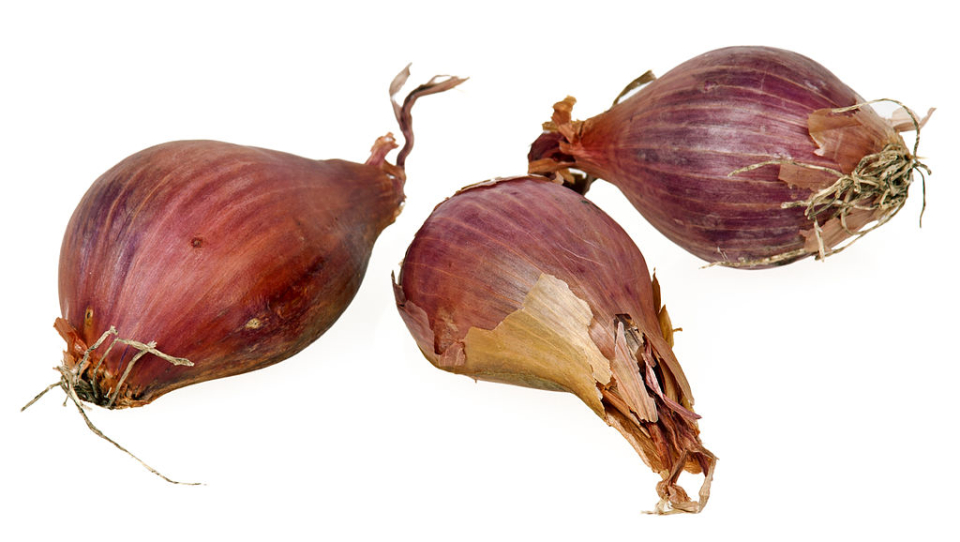 como sembrar cebolla guia practica para tu cultivo