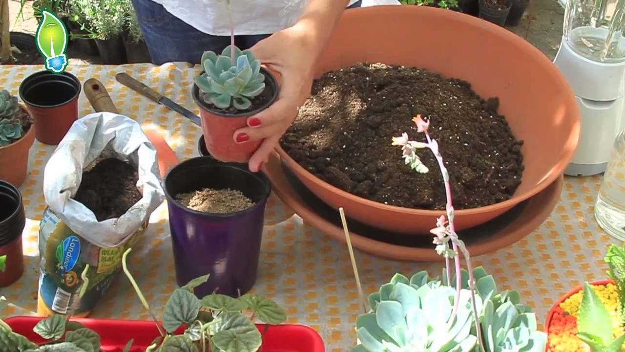 Cómo transplantar suculentas de forma adecuada