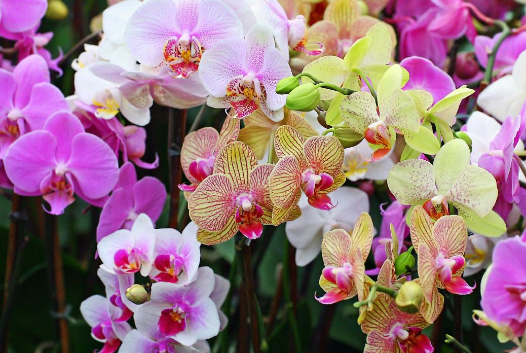 como trasplantar una orquidea de manera efectiva y sencilla