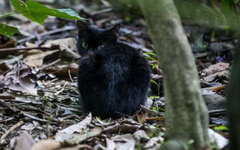 como vaciar las glandulas anales de un gato sin estres