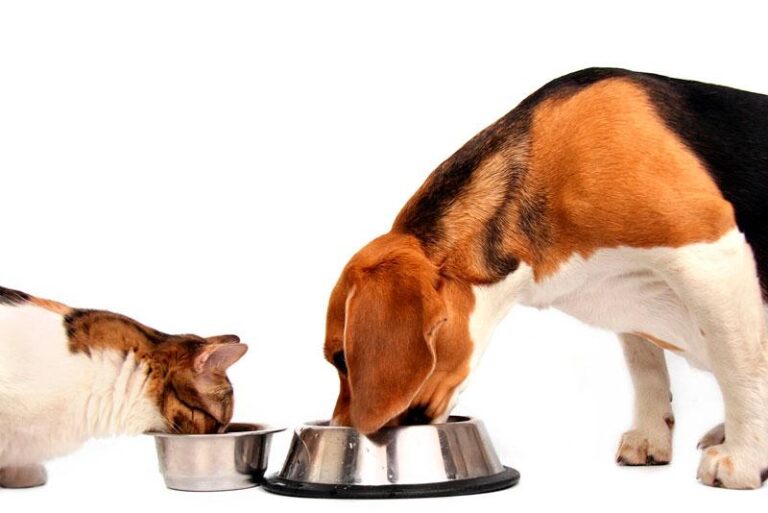 Complejo B para perros: dosis, beneficios, usos y alimentos