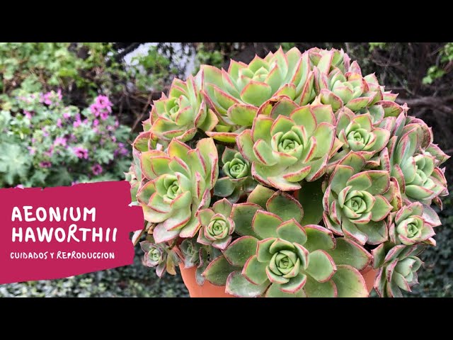 Conoces a Aeonium haworthii en ecose.org