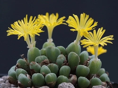 Conoces a la Lapidaria margaretae, una suculenta poco común