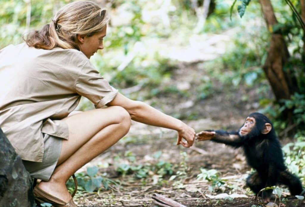 conoces estas 10 sorprendentes curiosidades sobre chimpances