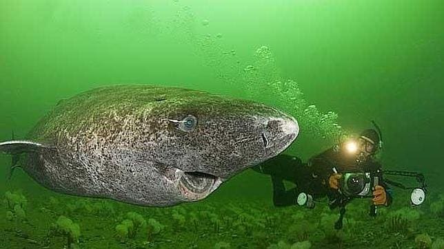 Conoces estas 5 curiosidades interesantes del tiburón ballena