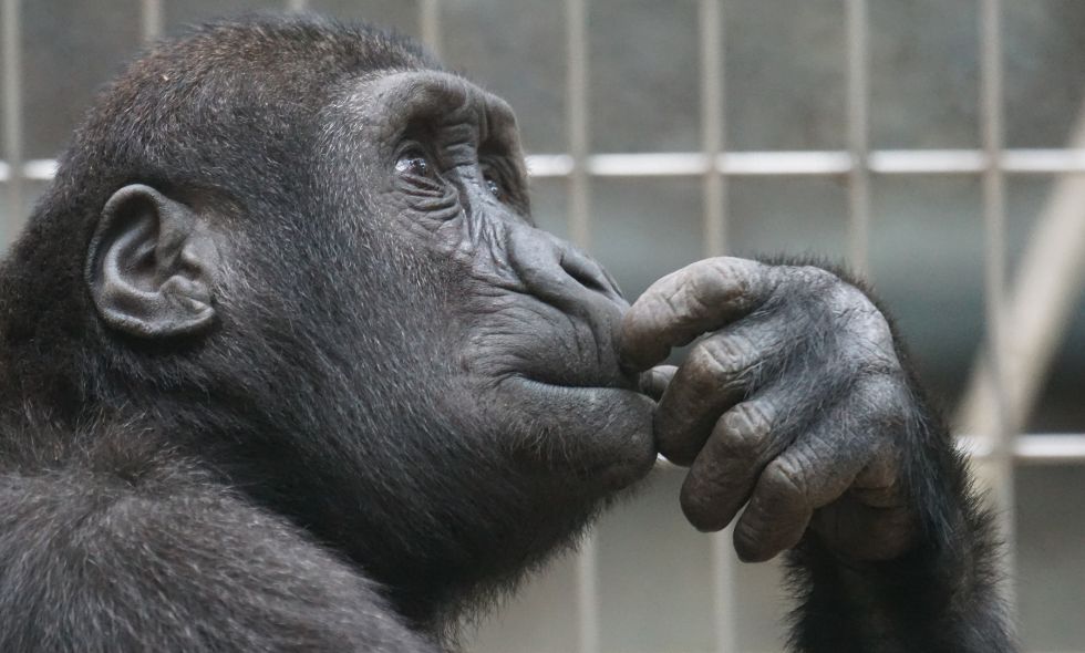conoces estos 5 datos sorprendentes sobre la inteligencia orangutan