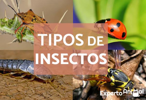 Conoces la clasificación de los artrópodos y sus dibujos