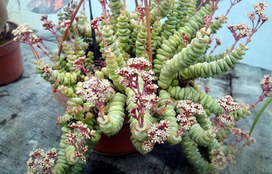 Conoces la Crassula Marnieriana, la planta collar de jade