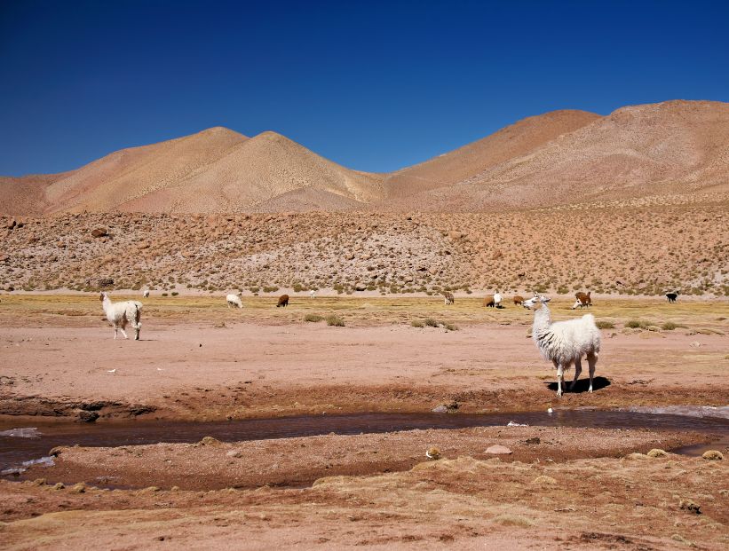 conoces la fascinante vida de las equidnas y sus espinas