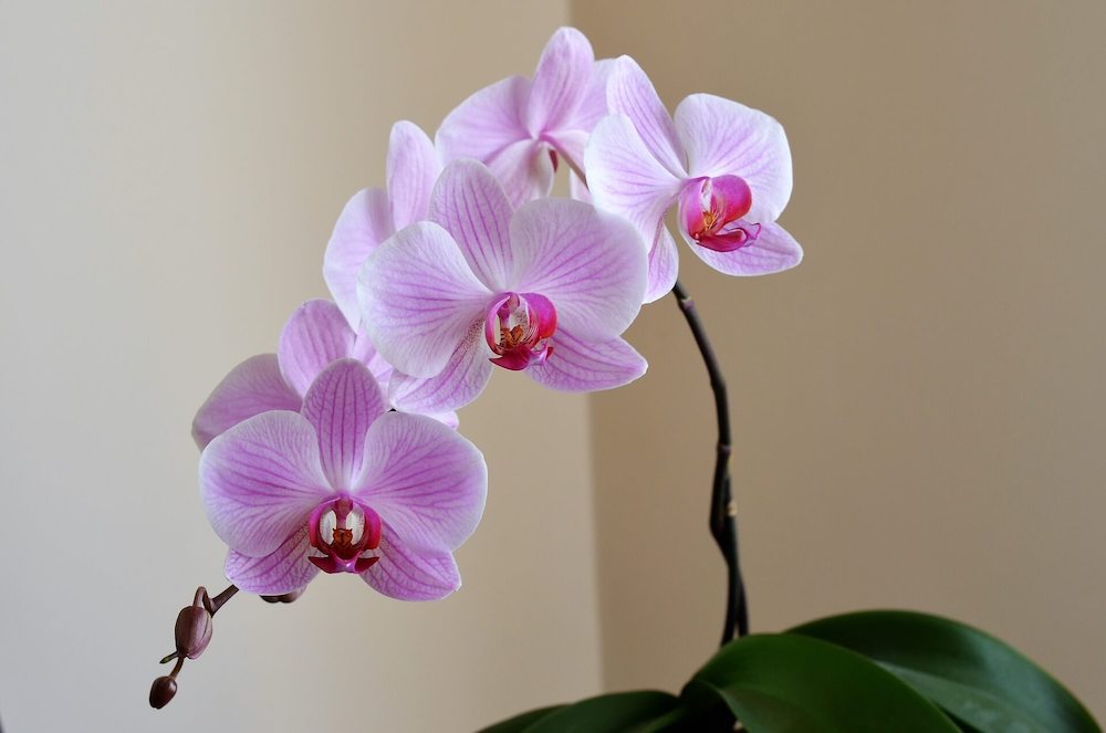 conoces las 7 enfermedades comunes de las orquideas y su tratamiento