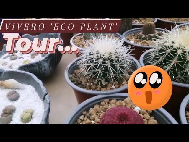 Conoces los Lithops, cactus piedra tan asombrosos