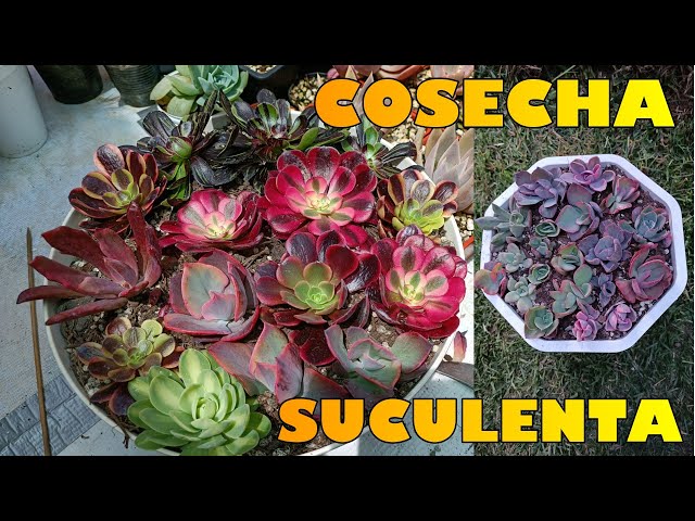 Conoces variedades de suculentas como la Echeveria Beyoncé