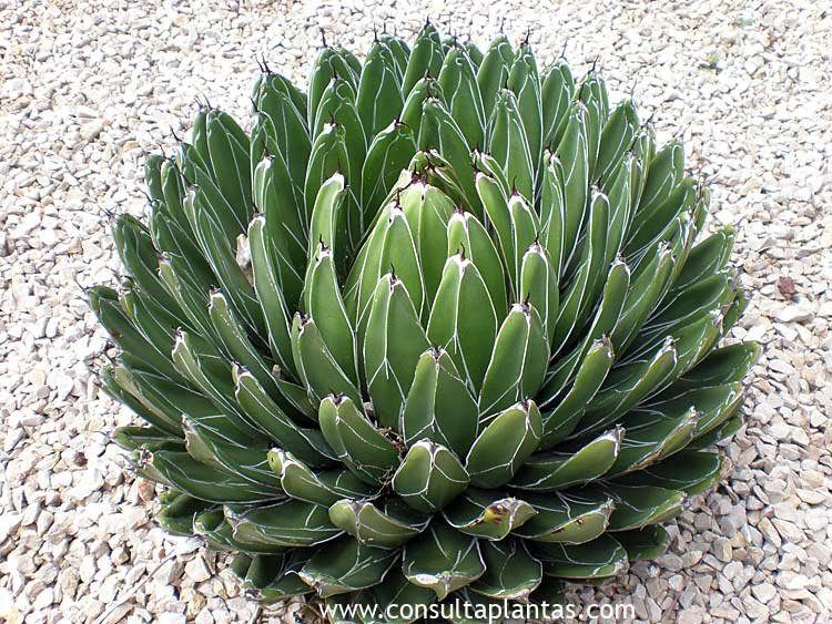 Consejos para cuidar Agave Reina Victoria en 2025