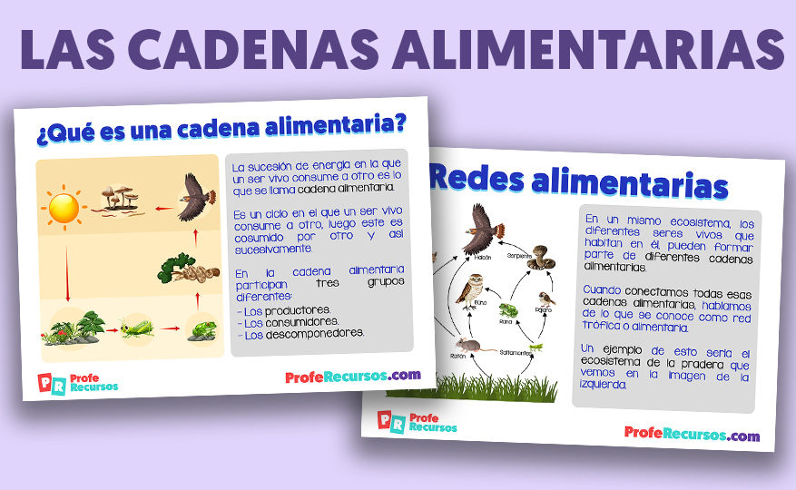 consumidores primarios que son ejemplos y su importancia