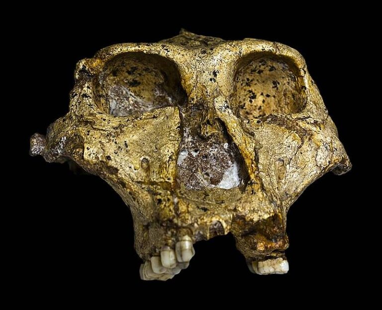 Convivieron antiguos primates y T. rex Nuevas evidencias
