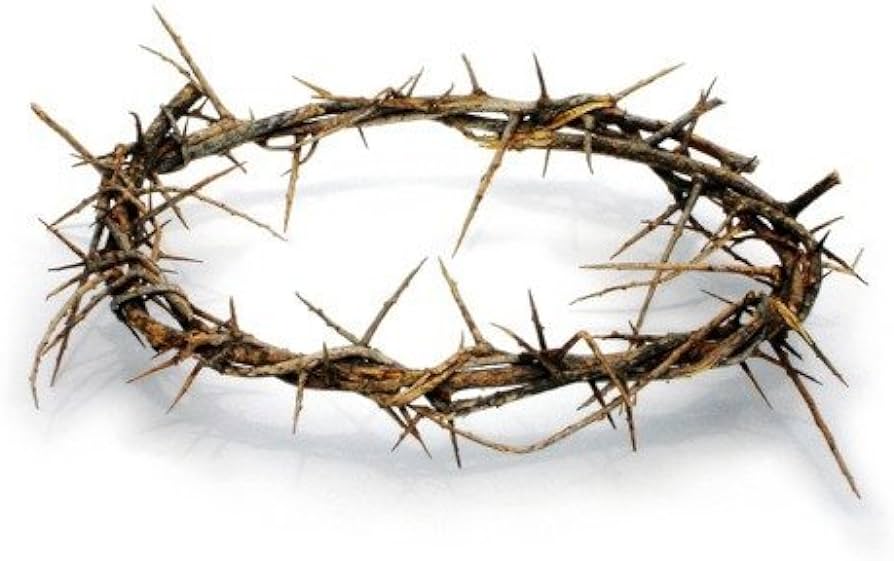 Cómo cuidar y hacer crecer la Corona de Cristo en casa 2 corona cristo 2