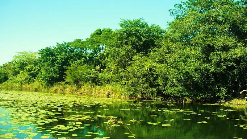 coscomatepec un tesoro de biodiversidad mexicana en peligro