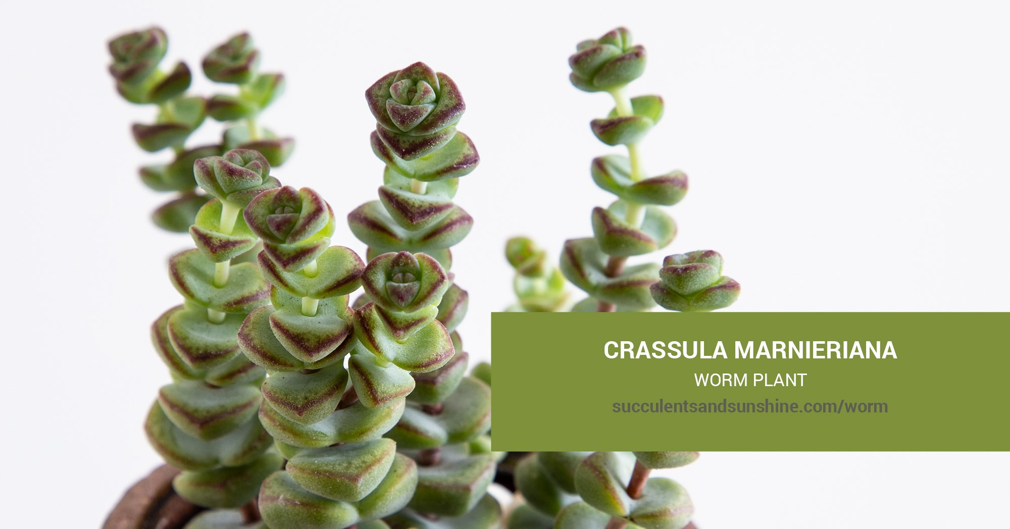 crassula marnieriana