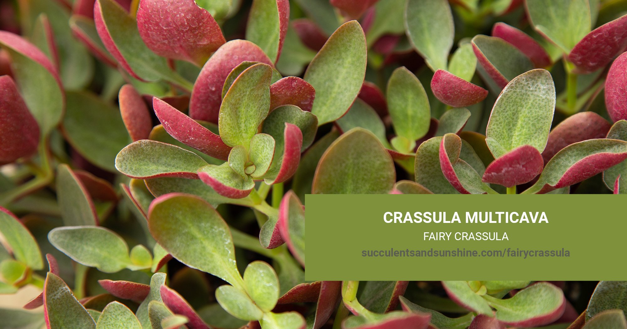 crassula multicava