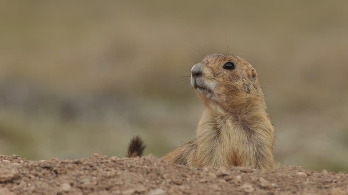 cristalino de chihuahua tipos y caracteristicas unicas