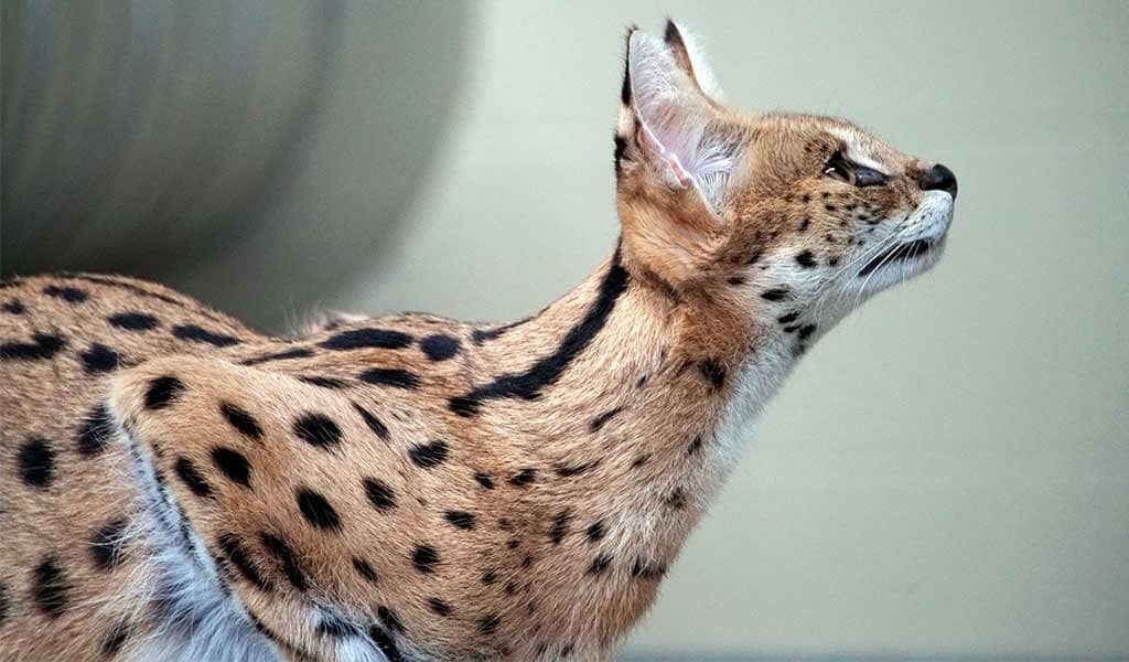 cruza de perro y gato es posible la mezcla entre especies